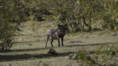 Phacochoerus africanus massaicus