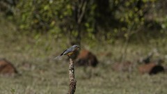 Melaenornis semipartitus