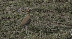 Cursorius temminckii