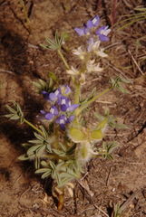 Lupinus pusillus