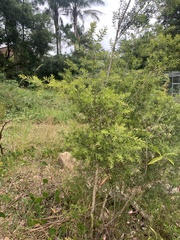 Melaleuca styphelioides