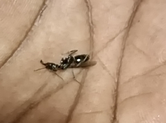 Odontomachus simillimus