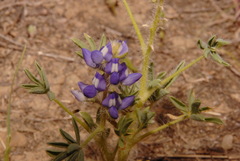 Lupinus pusillus