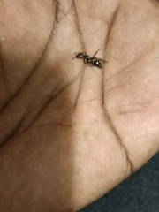 Odontomachus simillimus
