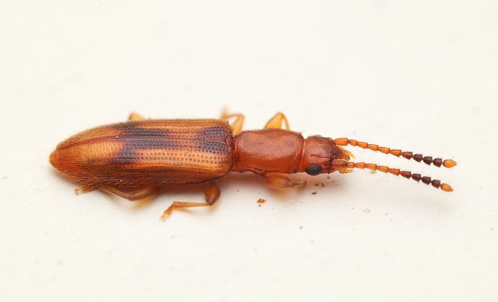 Desjardins' Beetle