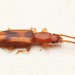 Desjardins's Flat Beetle - Photo (c) Tom, some rights reserved (CC BY), uploaded by Tom