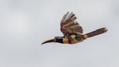 Pteroglossus aracari