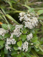 Olearia arborescens