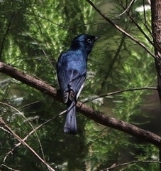 Myiagra cyanoleuca