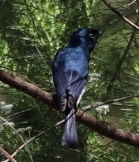 Myiagra cyanoleuca