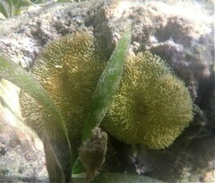 Stichodactyla helianthus