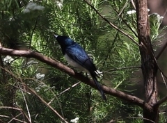 Myiagra cyanoleuca
