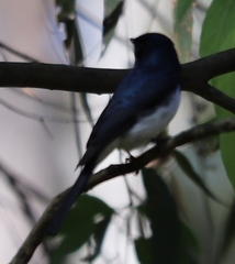 Myiagra cyanoleuca