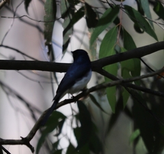 Myiagra cyanoleuca