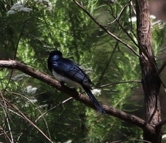 Myiagra cyanoleuca