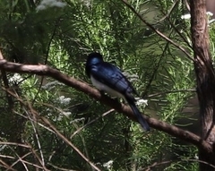 Myiagra cyanoleuca