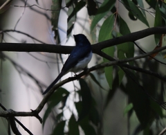 Myiagra cyanoleuca