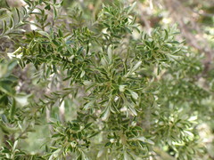 Brachyglottis cassinioides