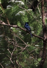 Myiagra cyanoleuca