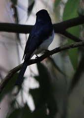 Myiagra cyanoleuca