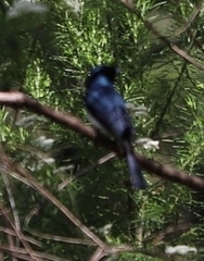 Myiagra cyanoleuca