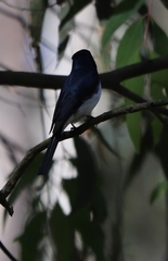 Myiagra cyanoleuca
