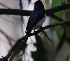 Myiagra cyanoleuca