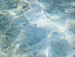 Urobatis jamaicensis