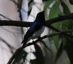Myiagra cyanoleuca