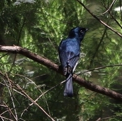 Myiagra cyanoleuca
