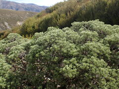 Brachyglottis cassinioides