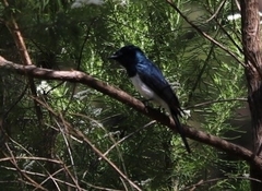 Myiagra cyanoleuca
