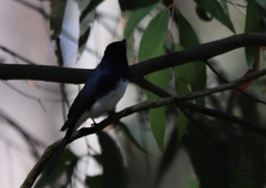 Myiagra cyanoleuca