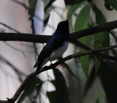 Myiagra cyanoleuca