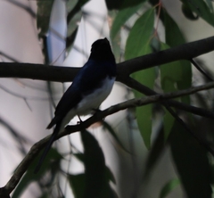 Myiagra cyanoleuca