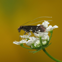 Adela septentrionella