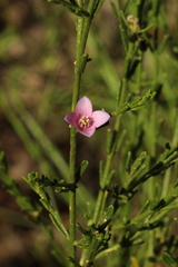 Cyanothamnus coerulescens