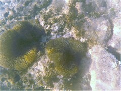 Stichodactyla helianthus