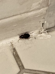 Platyninae