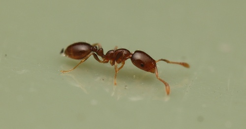 Monomorium laeve
