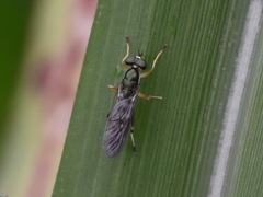 Merosargus