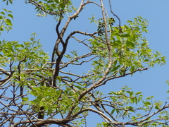 Schrebera swietenioides