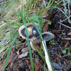 Stropharia ambigua