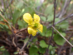 Ranunculus enysii