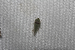 Xerophloea viridis