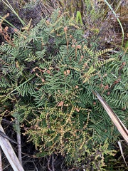 Gleichenia alpina