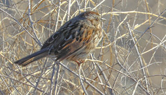 Melospiza melodia