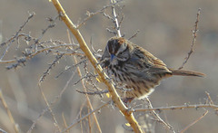 Melospiza melodia