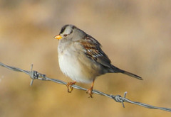 Zonotrichia leucophrys