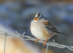 Zonotrichia leucophrys